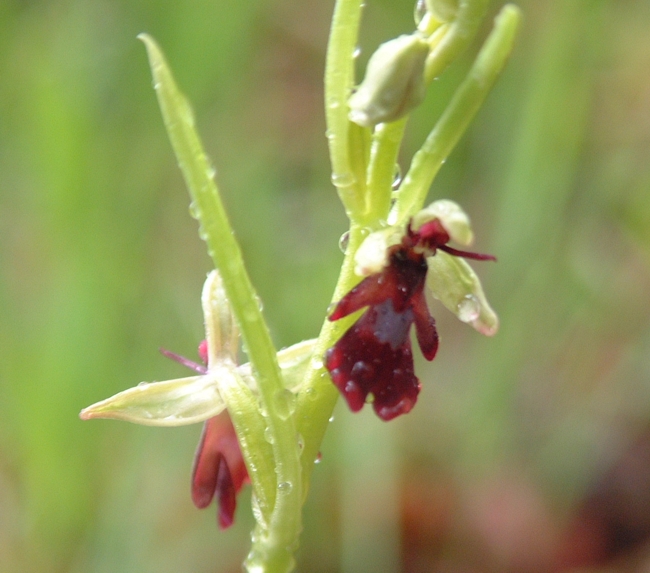 Ophrys insectifera